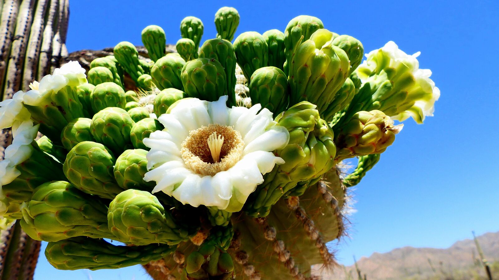 Panasonic Lumix DMC-FZ200 sample photo. Flower, cactus, saguaro photography