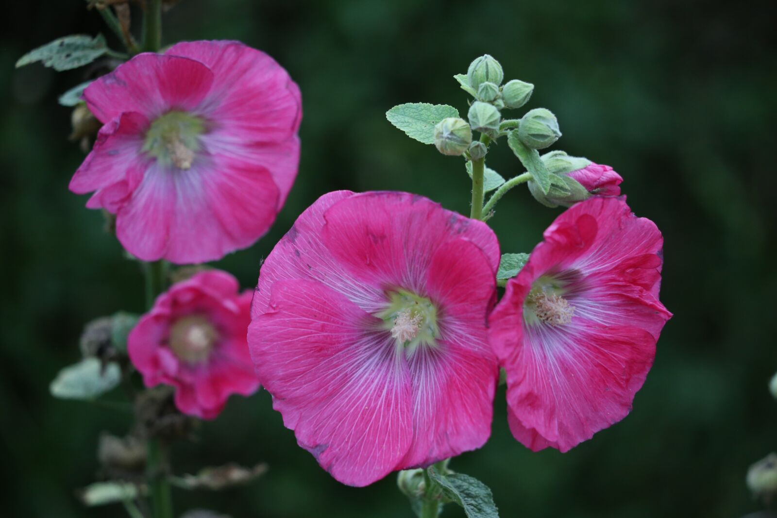 Canon EF 70-300 F4-5.6 IS II USM sample photo. Mallow, alcea rosea, purple photography