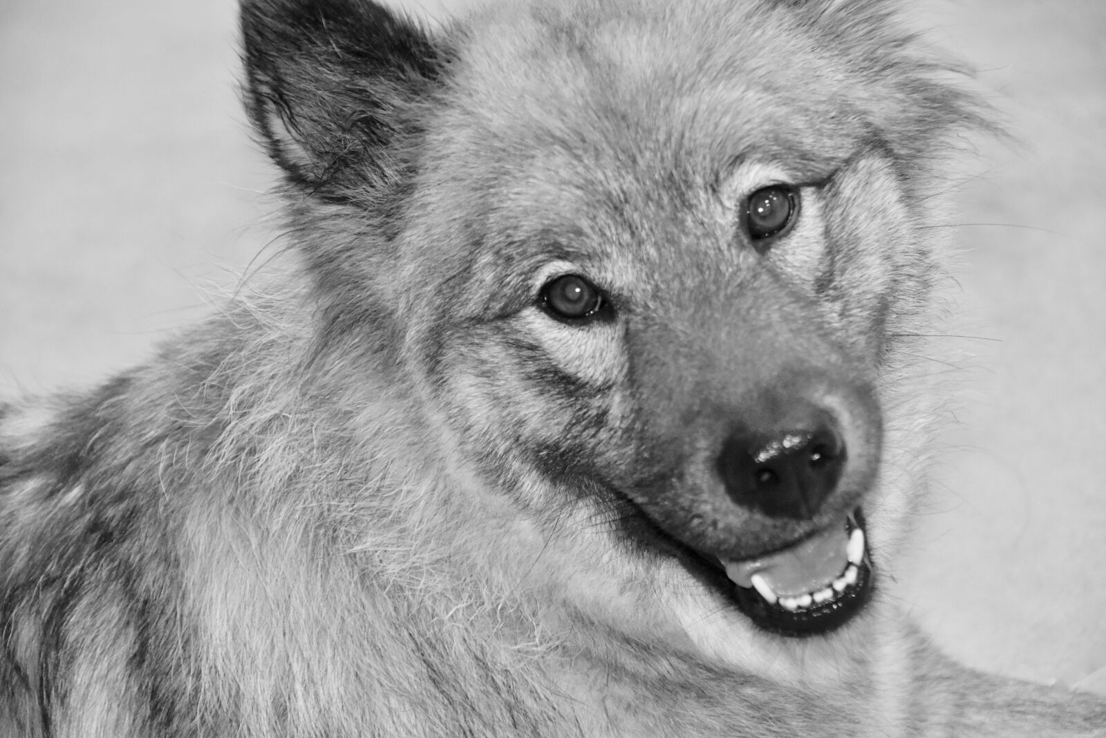 Nikon D5600 sample photo. Dog, dog eurasier, portrait photography