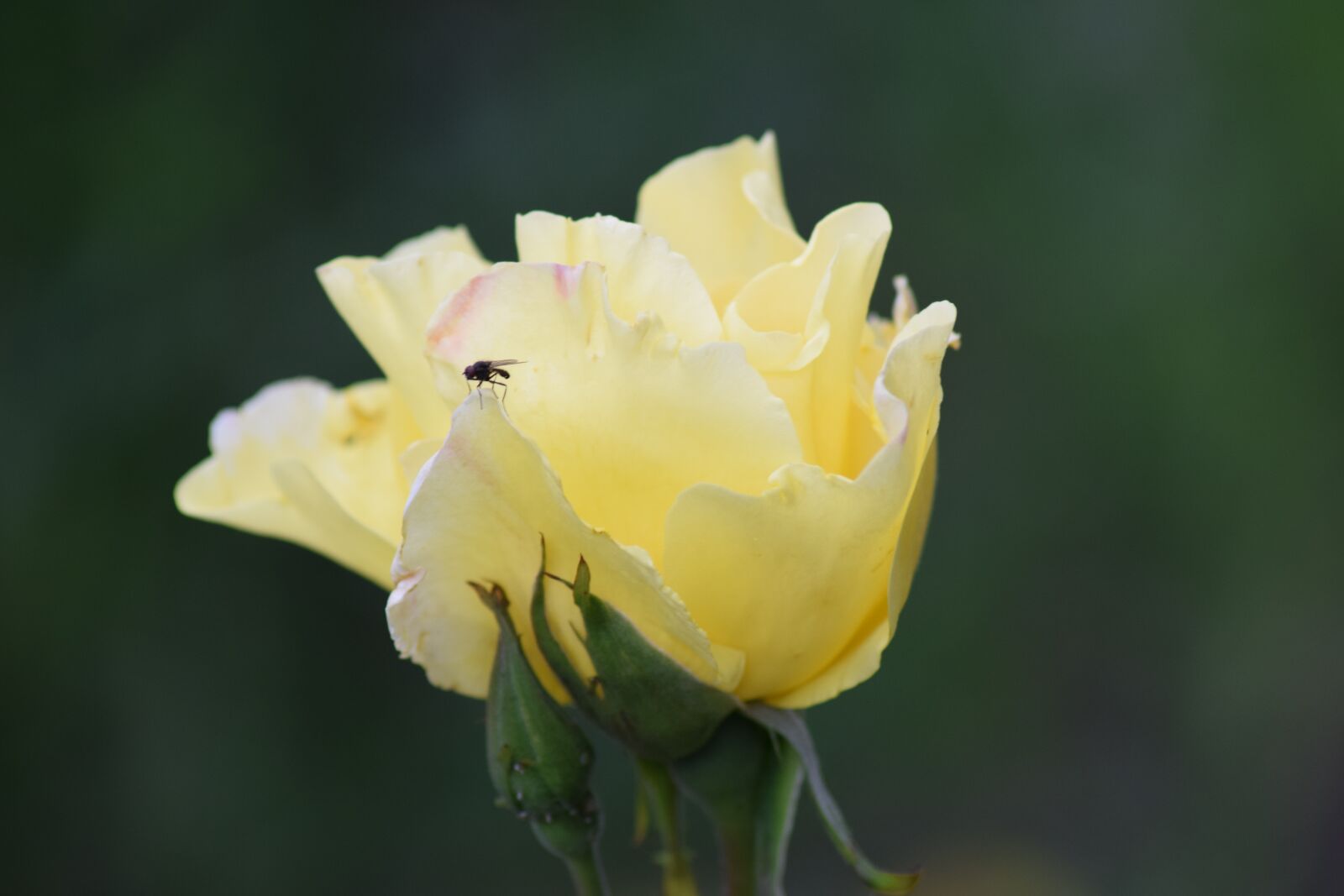 Nikon D3300 sample photo. Love, pink, romance photography