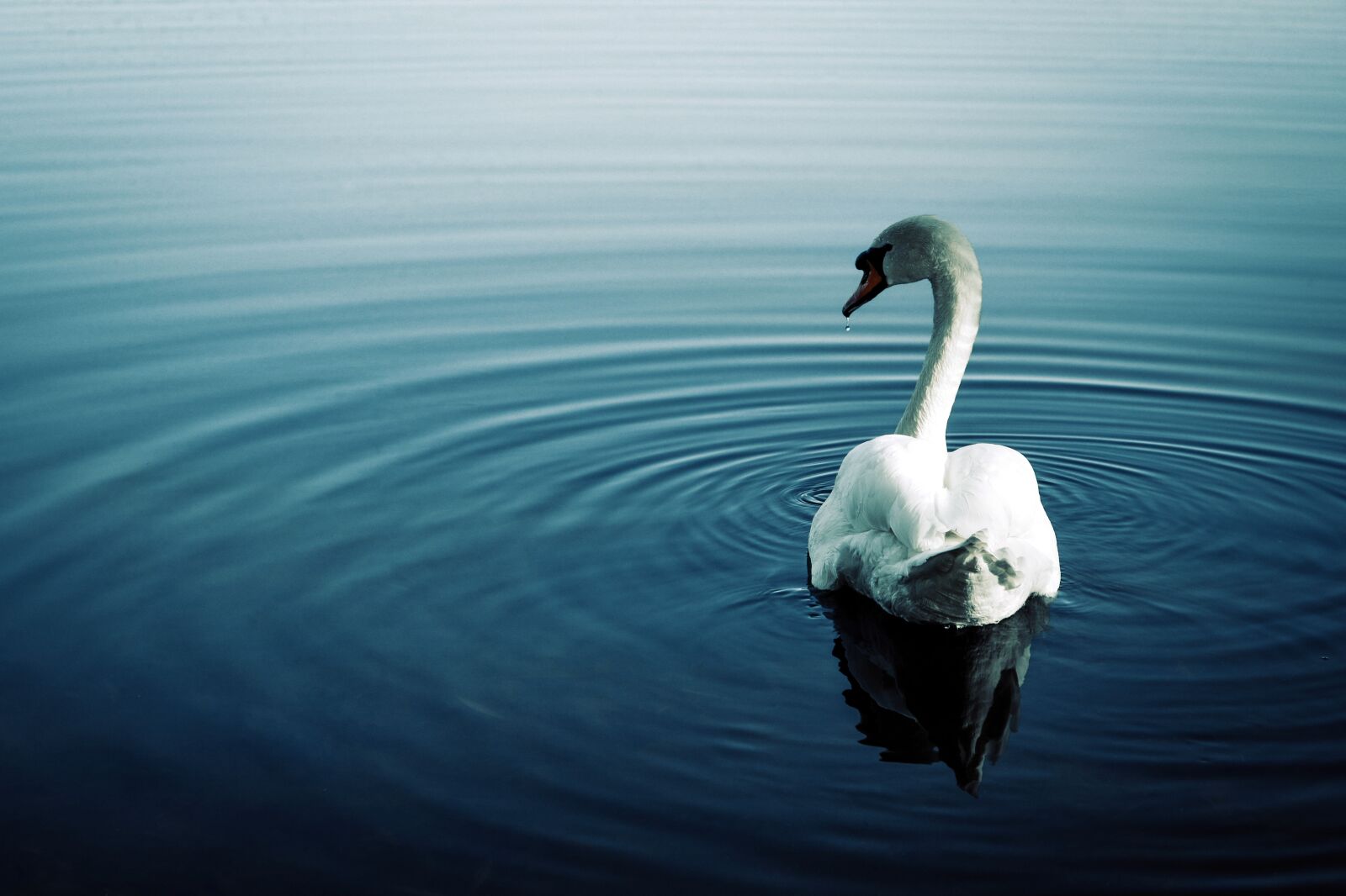 Nikon D610 sample photo. Swan, water, background photography
