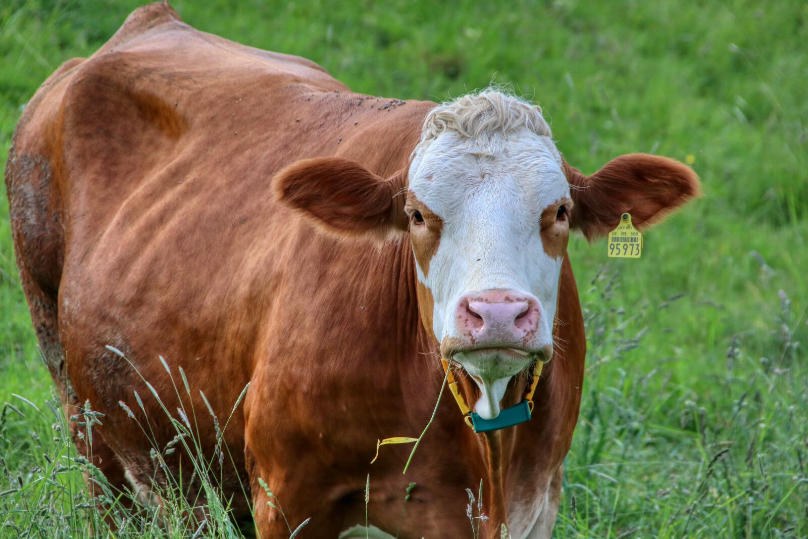 Canon EOS 80D sample photo. Muh, cow, pasture photography