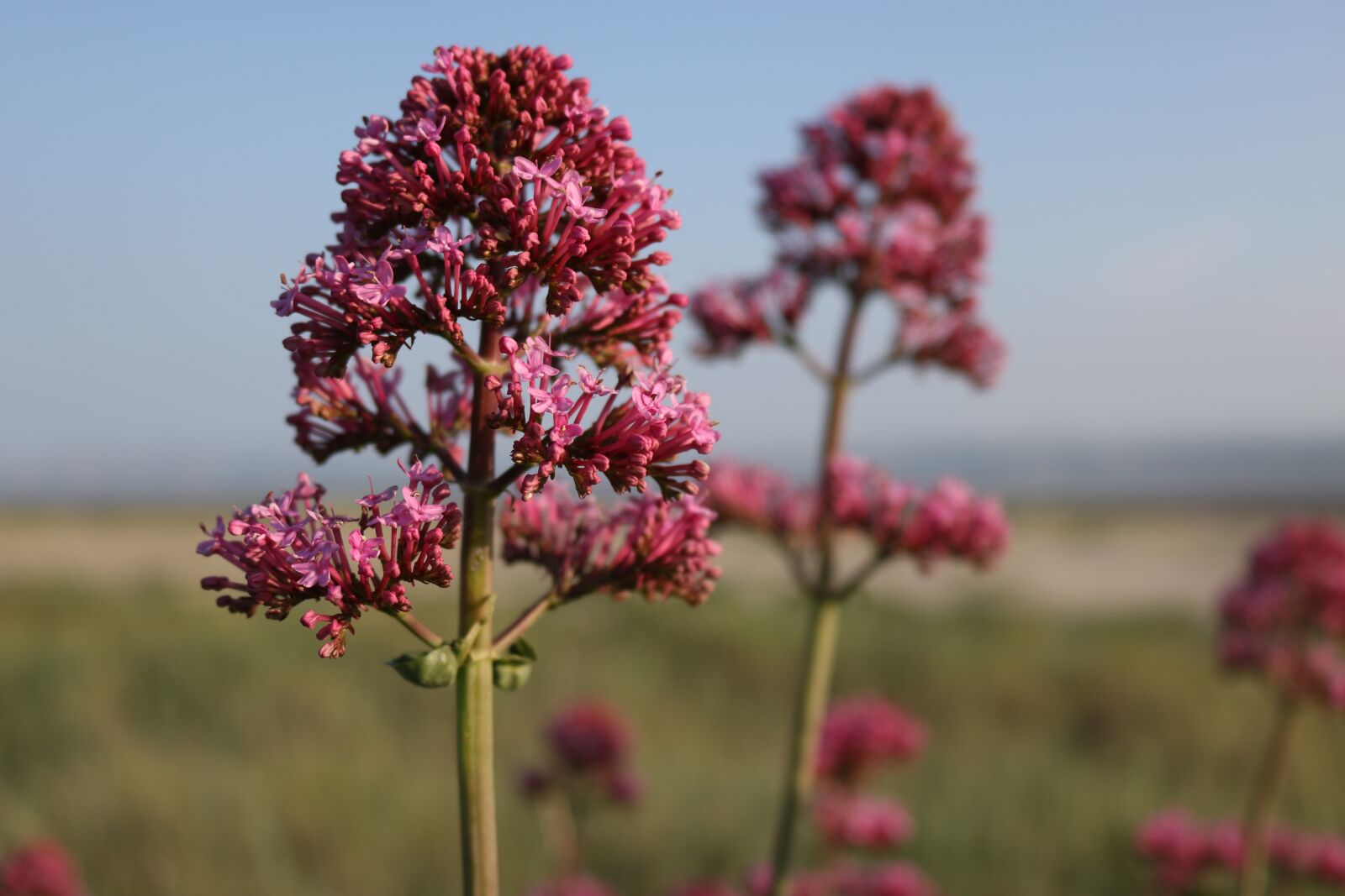 Canon EOS 750D (EOS Rebel T6i / EOS Kiss X8i) sample photo. Flowers, sea, nature photography
