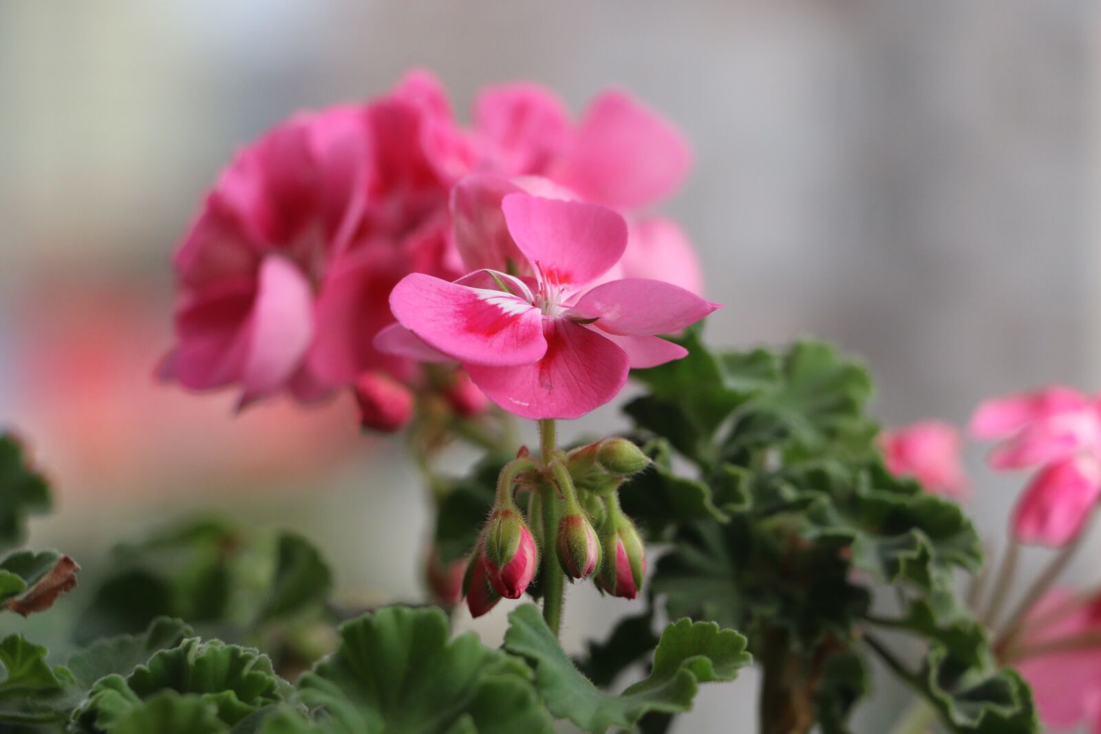 Canon EOS 70D sample photo. Flower, focus, nature photography