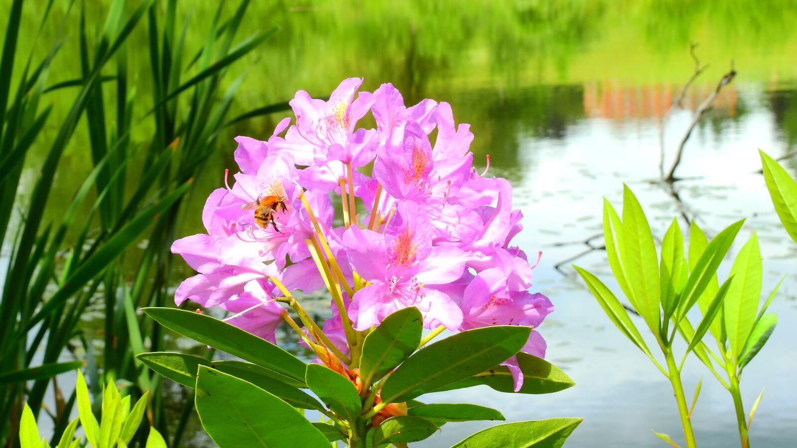 Nikon Coolpix P900 sample photo. Flower, bumblebee, insect photography