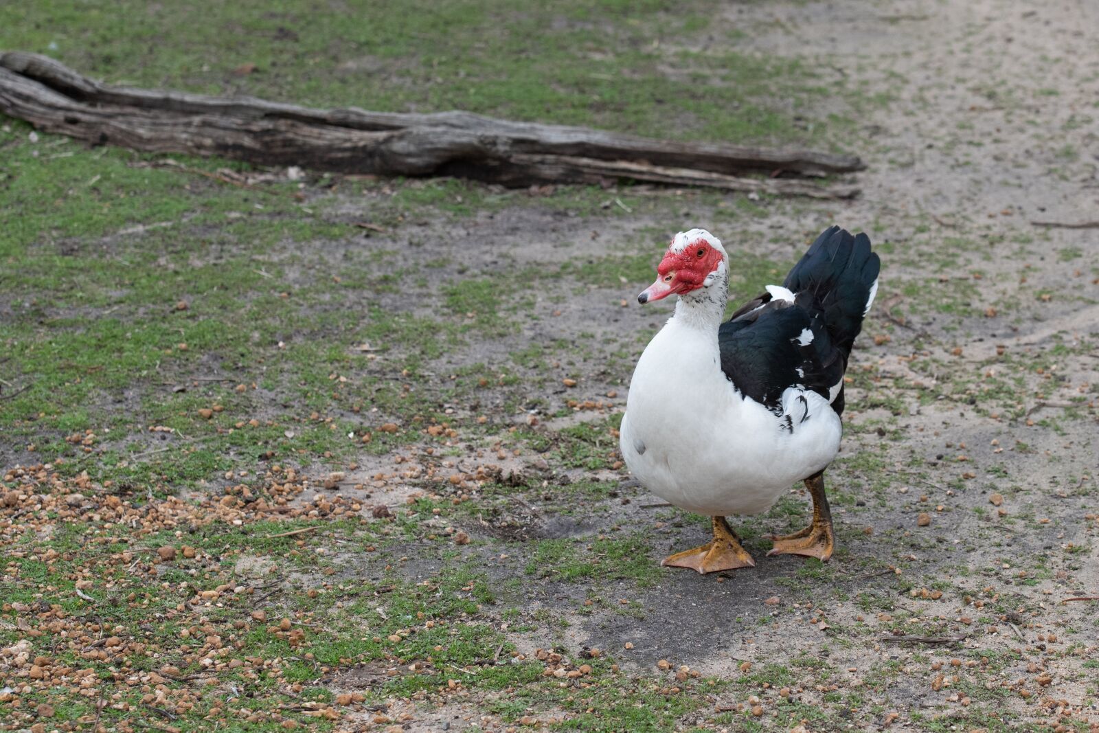 Nikon D750 sample photo. Muscovy duck, duck, plumage photography