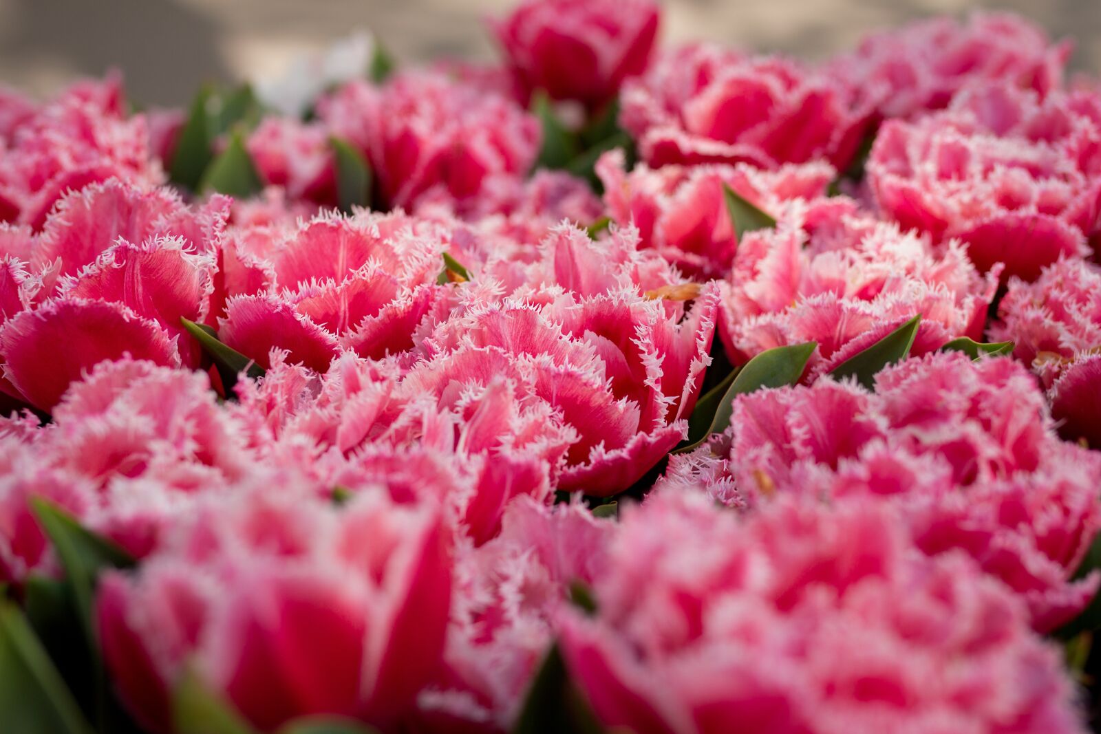 Canon EOS 700D (EOS Rebel T5i / EOS Kiss X7i) sample photo. Flower, spring, garden photography