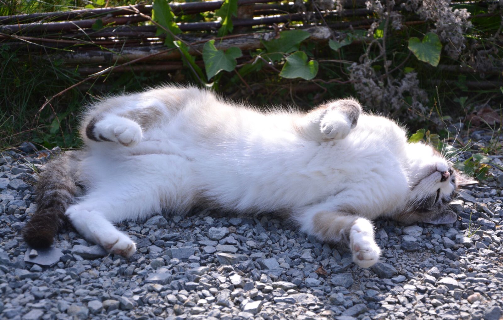 Nikon D5200 sample photo. Cat is lying on photography
