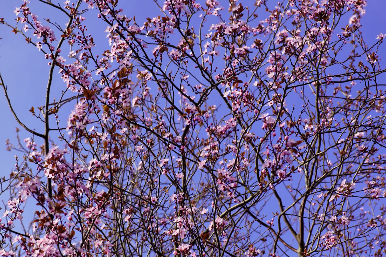 Sony SLT-A68 sample photo. Cherry blossom, cherry blossom photography