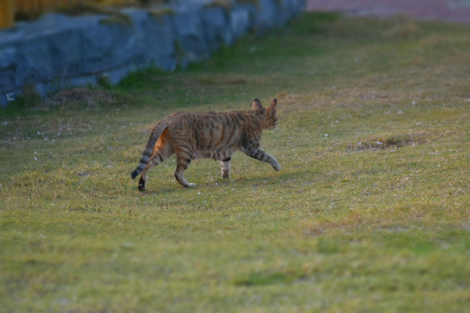 Nikon D3500 sample photo. Grass, cat, walking photography