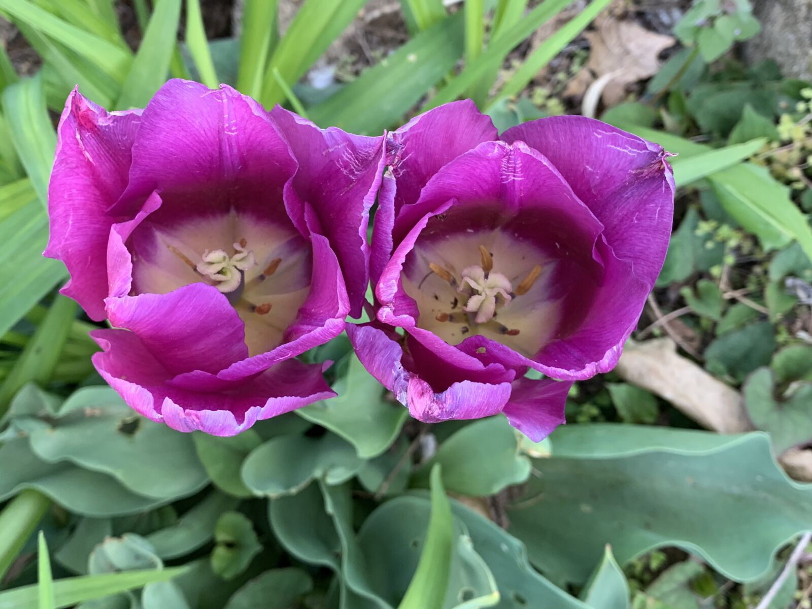 Apple iPhone XS Max sample photo. Tulips, purple, pink photography